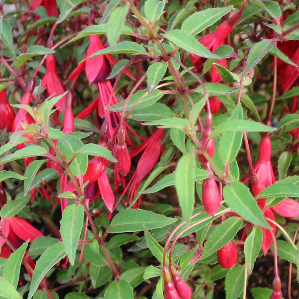 Fuchsia magellanica Pumila - Winterharde fuchsia