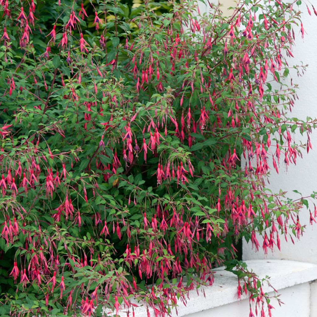 Fuchsia magellanica Riccartonii - Winterharde fuchsia