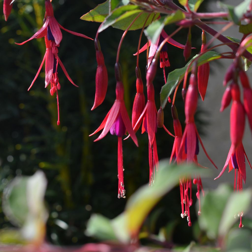 Fuchsia magellanica gracilis - Winterharde fuchsia