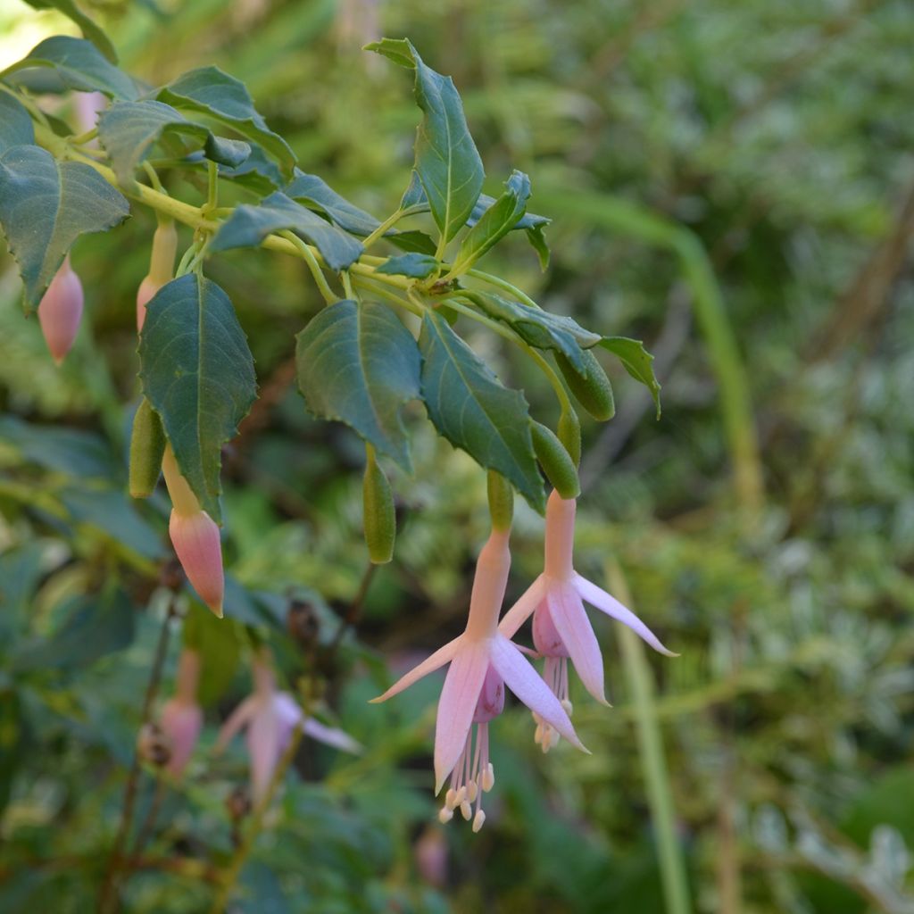 Fuchsia magellanica var. molinae - Winterharde fuchsia