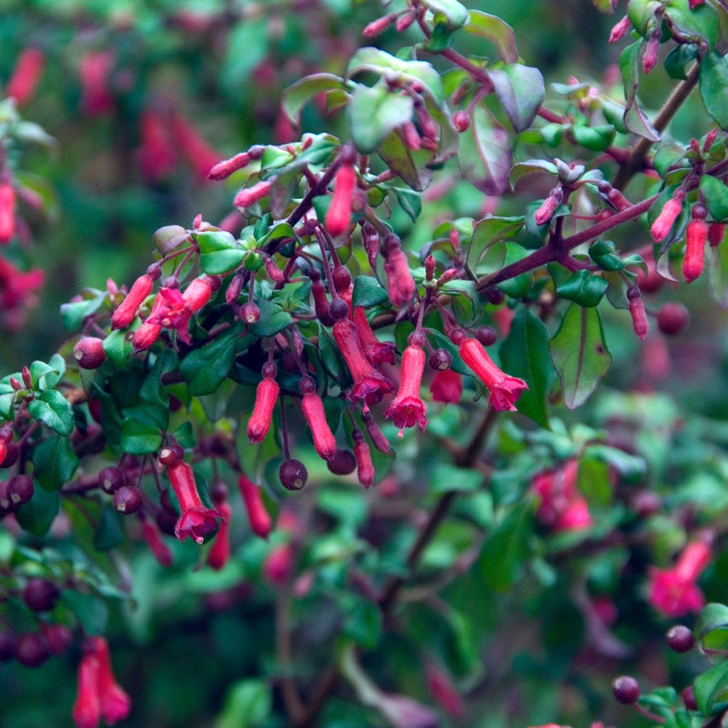 Fuchsia microphylla hemschleiana - Bellenplant