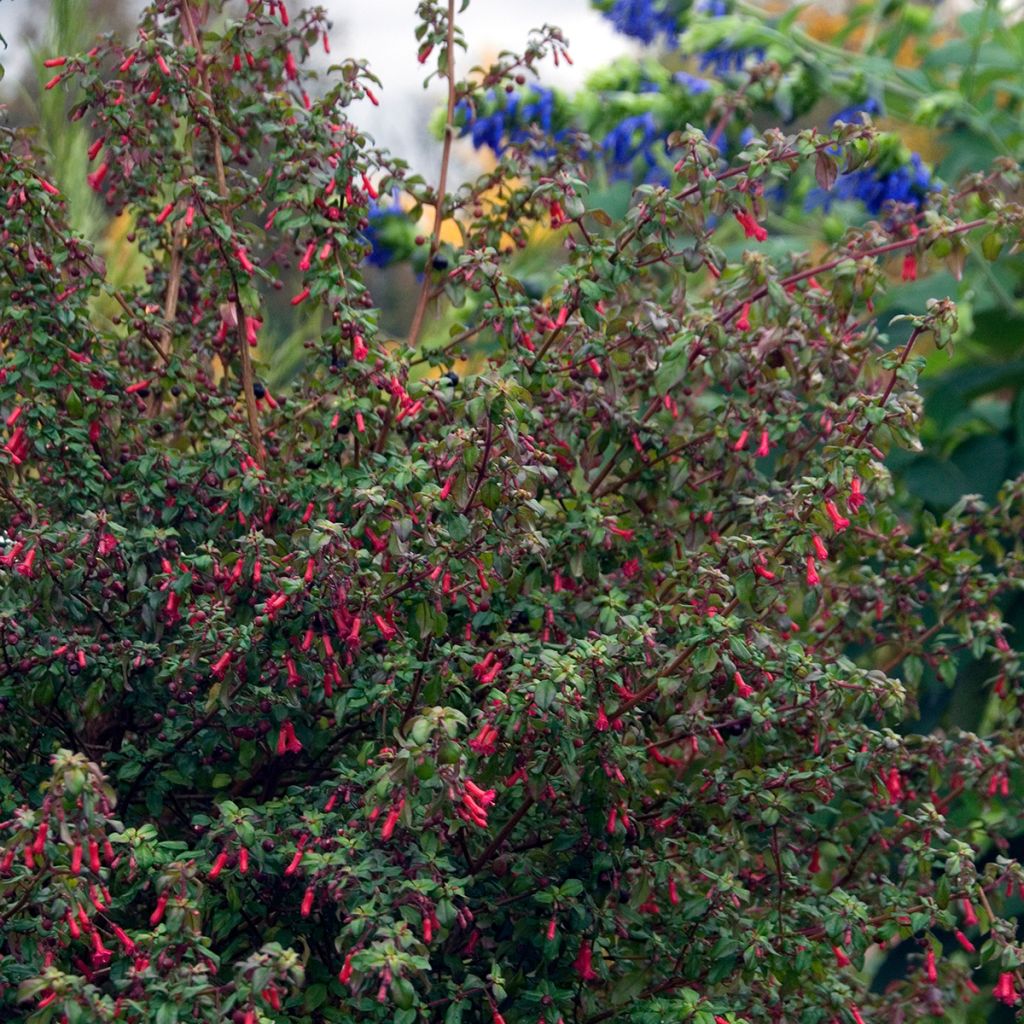 Fuchsia microphylla hemschleiana - Bellenplant