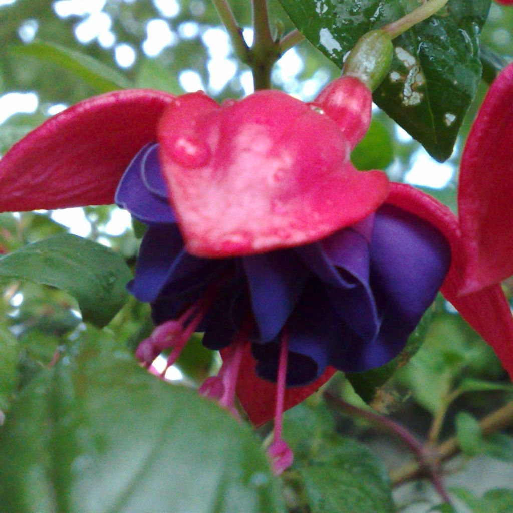 Fuchsia Dark Eyes - Bellenplant