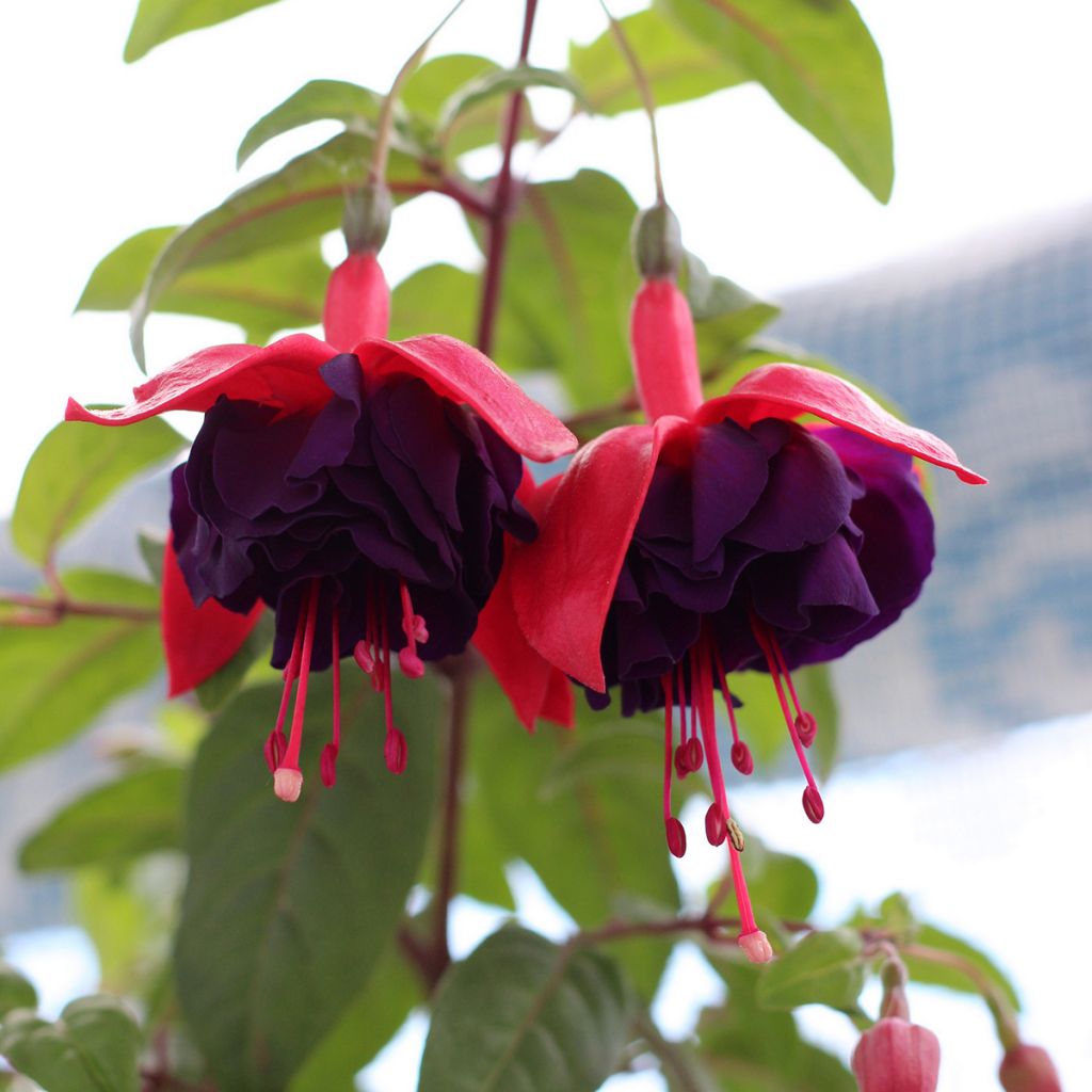 Fuchsia Maori Maid - Bellenplant