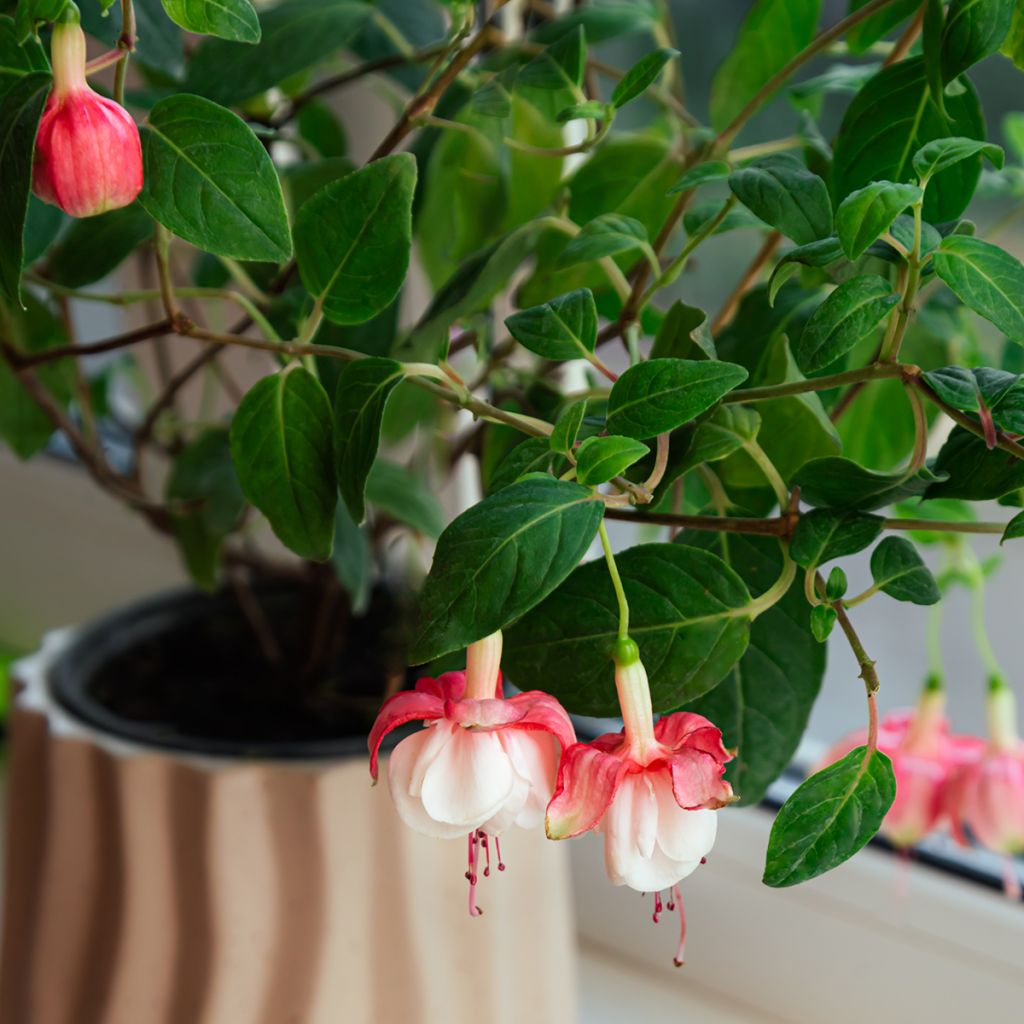 Fuchsia Alice Hoffman - Bellenplant