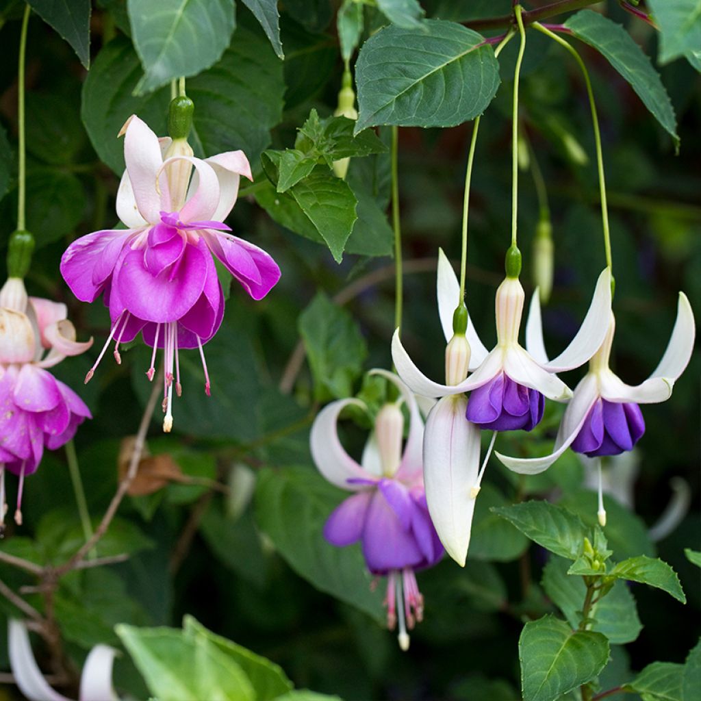 Fuchsia Blue Sarah - Winterharde fuchsia