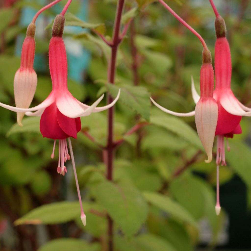 Fuchsia Checkerboard - Bellenplant
