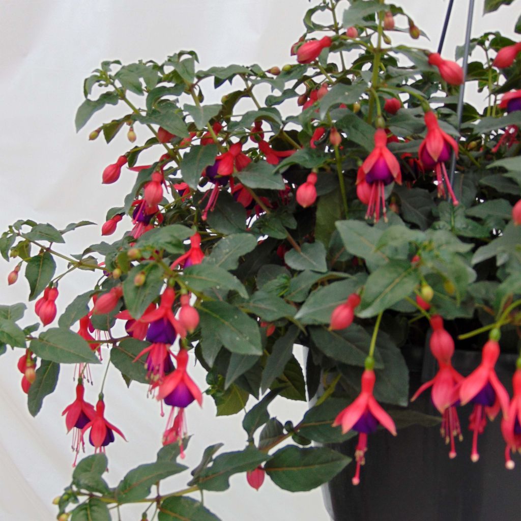 Fuchsia Mrs Popple - Bellenplant