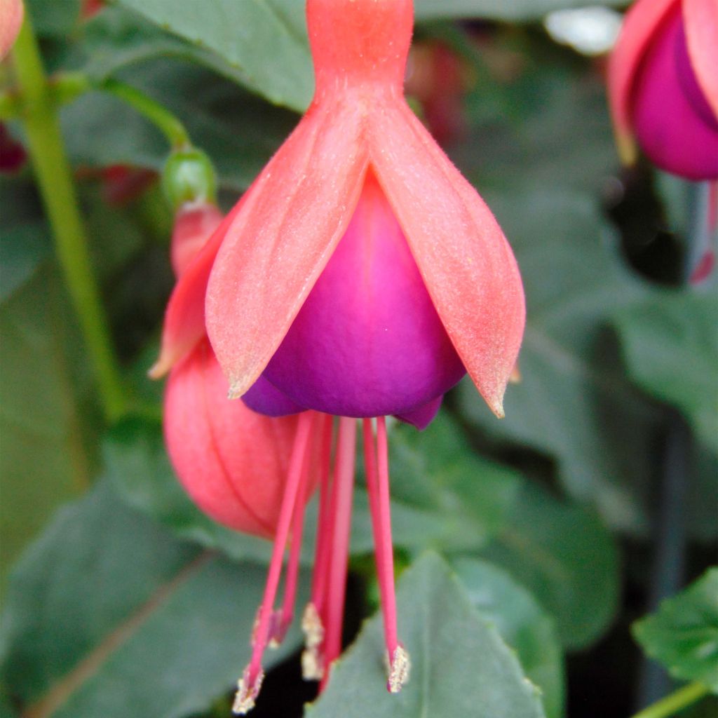 Fuchsia Mrs Popple - Bellenplant