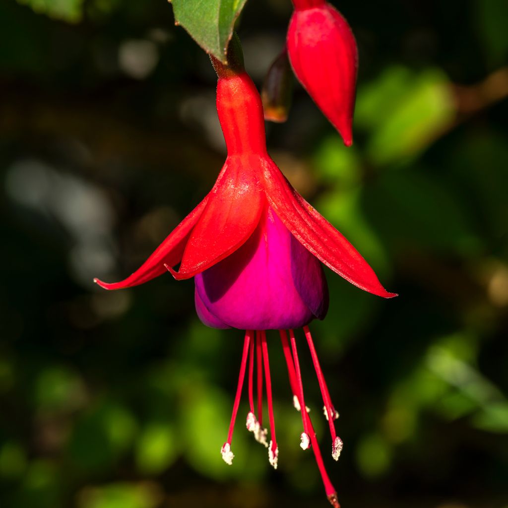 Fuchsia Mrs Popple - Bellenplant