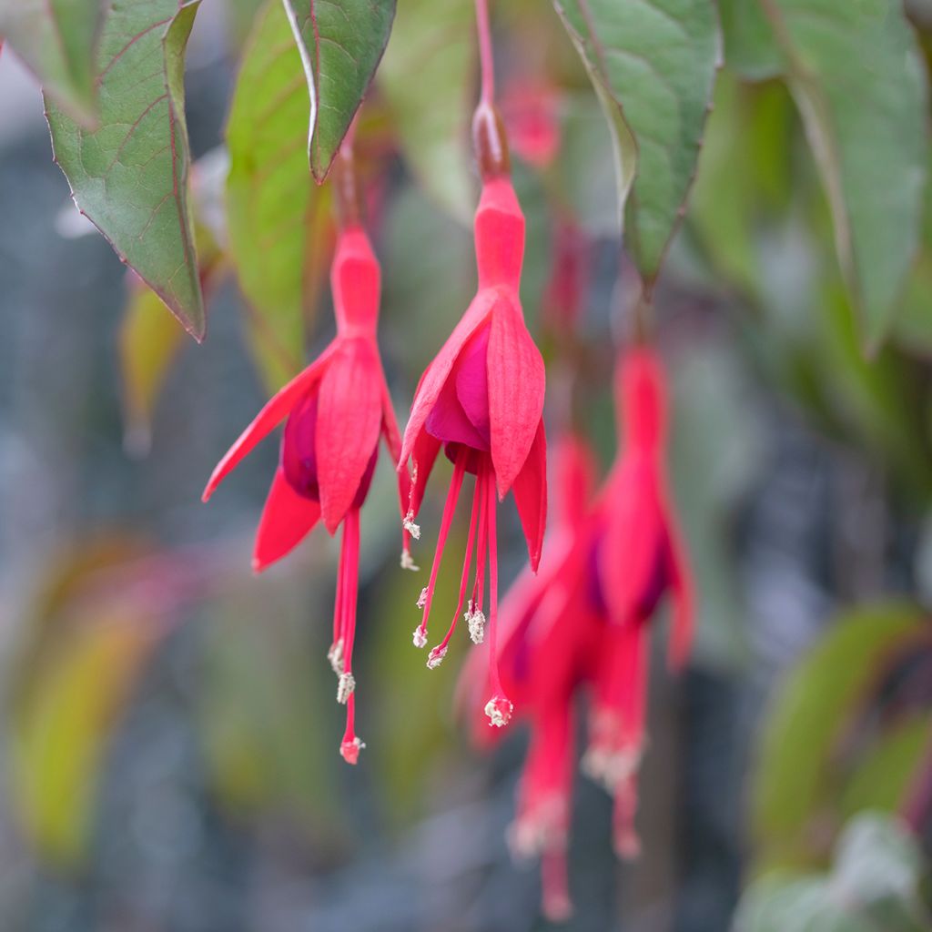 Fuchsia Mrs Popple - Bellenplant