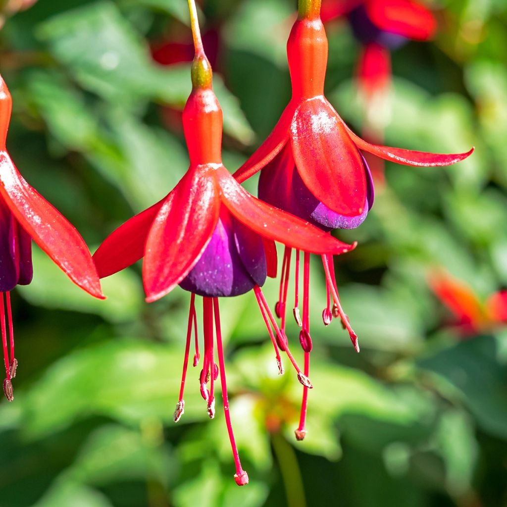 Fuchsia Mrs Popple - Bellenplant