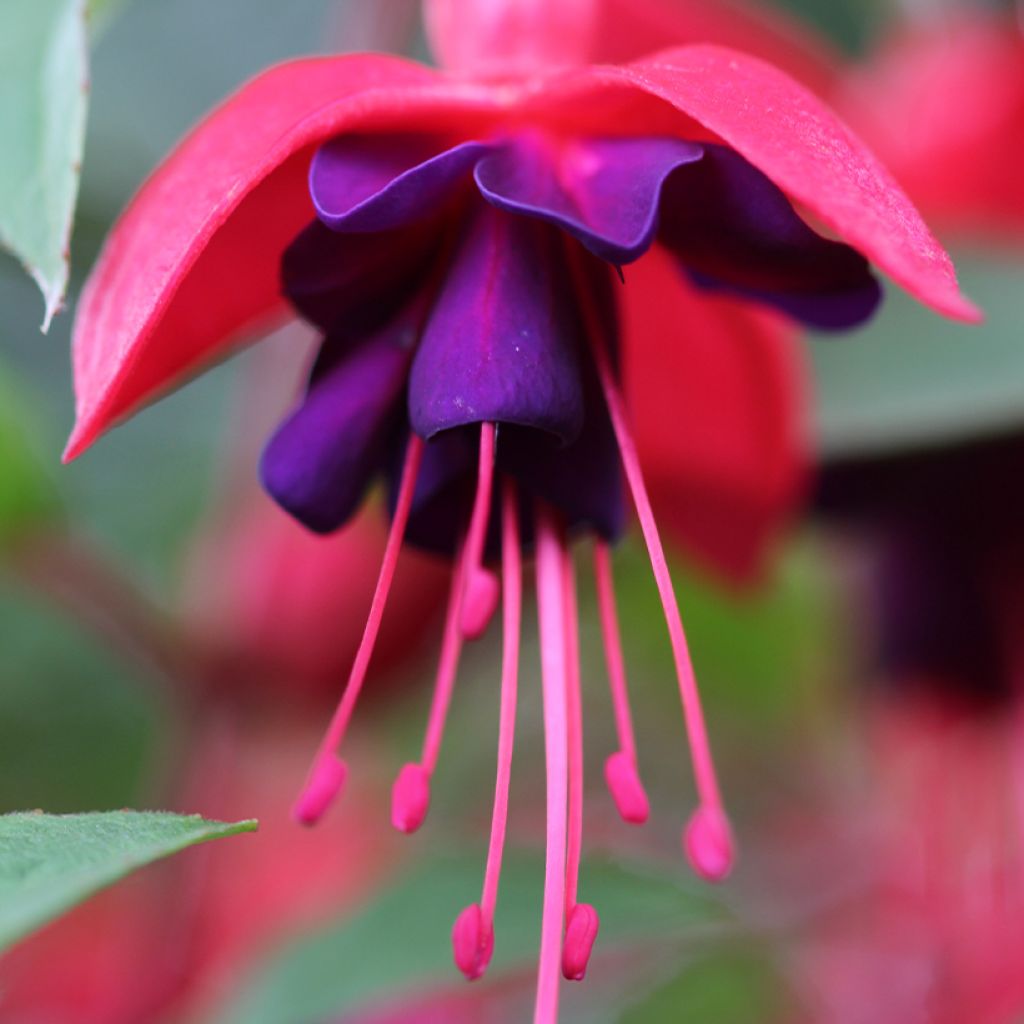 Fuchsia Princess Dollar - Bellenplant