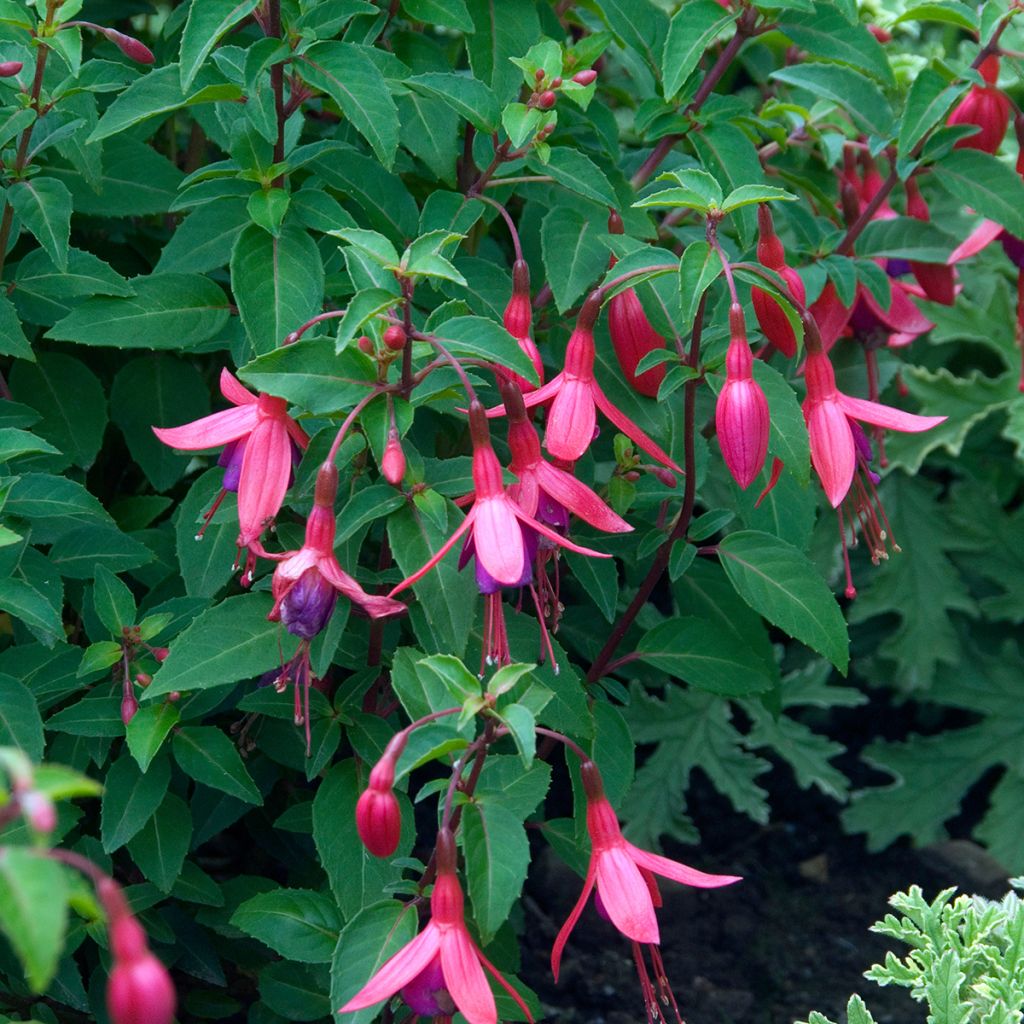 Fuchsia Tom Thumb - Bellenplant