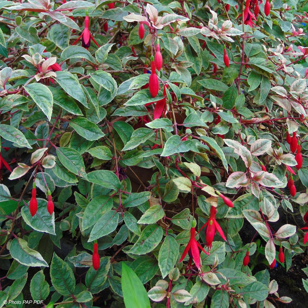 Fuchsia Tom West - Bellenplant