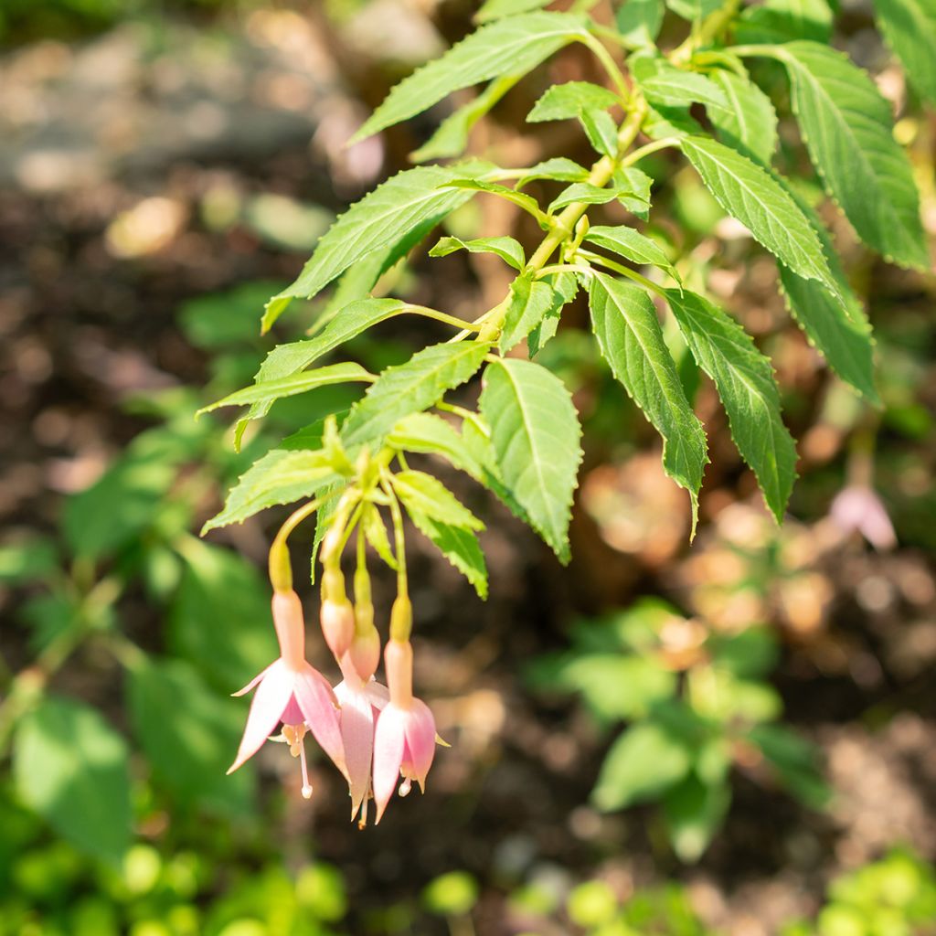 Fuchsia Whiteknights Pearl - Bellenplant