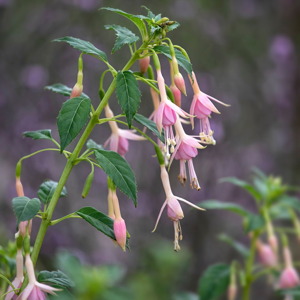 Fuchsia Whiteknights Pearl - Bellenplant