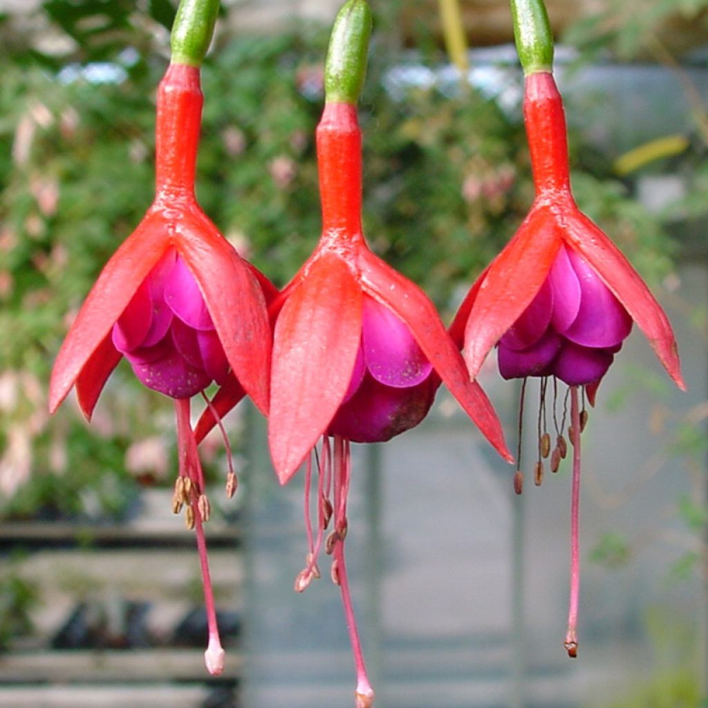 Fuchsia Douce France - Bellenplant