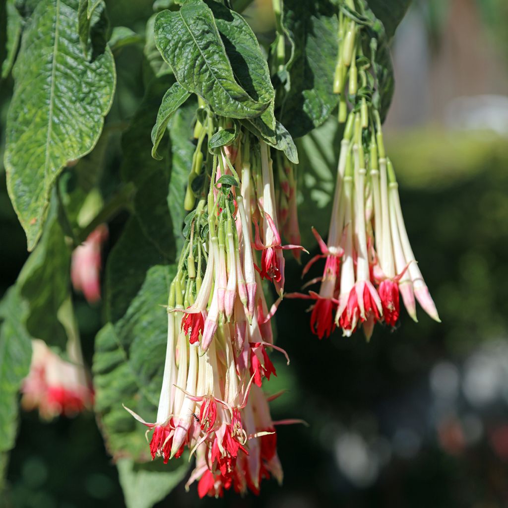 Fuchsia boliviana Alba - Bellenplant