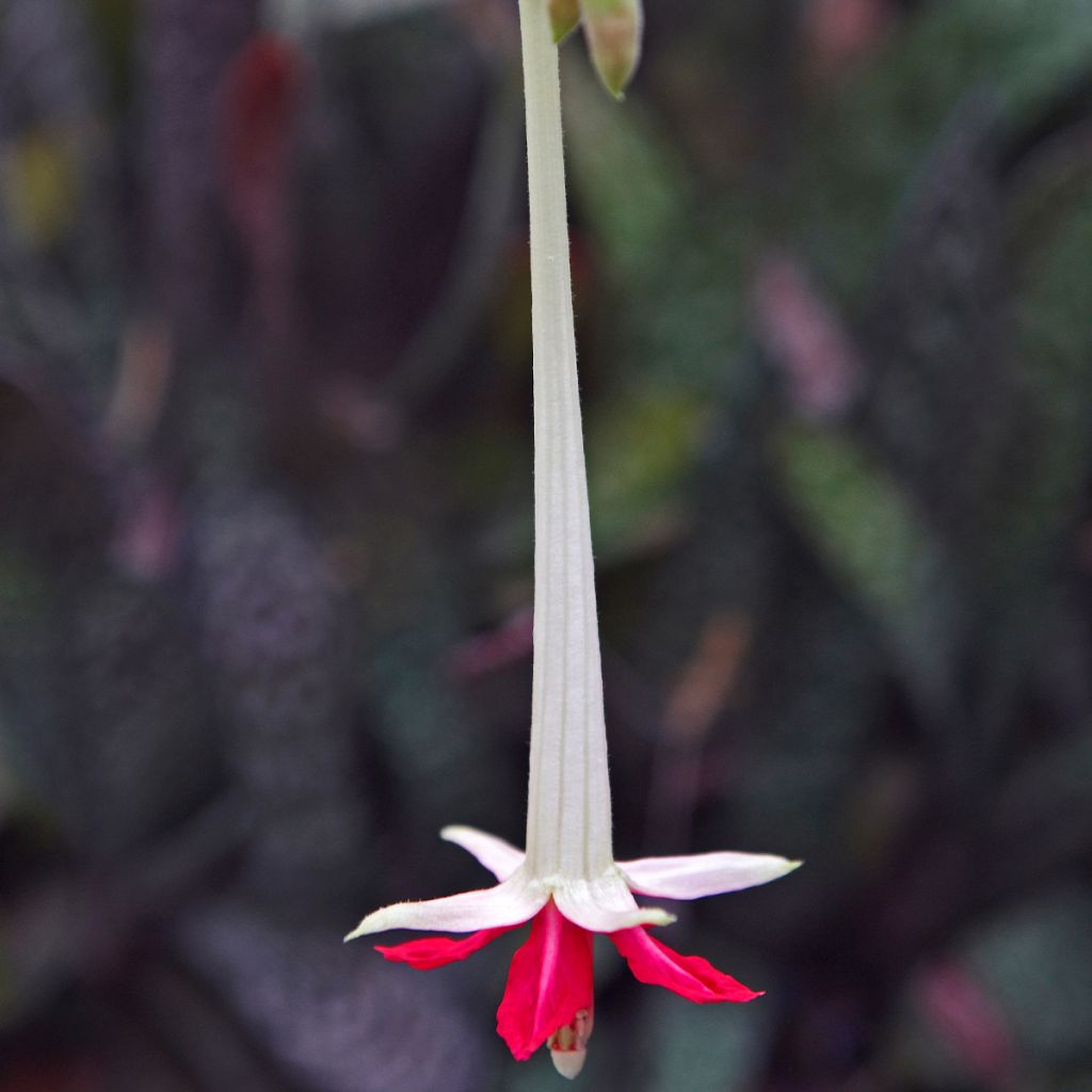 Fuchsia boliviana Alba - Bellenplant