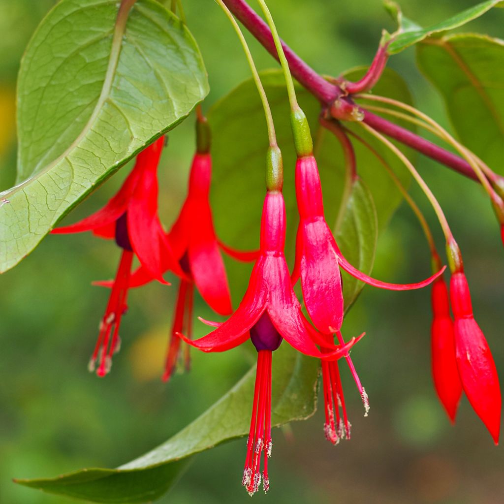 Fuchsia hatschbachii - Kievitsbloem