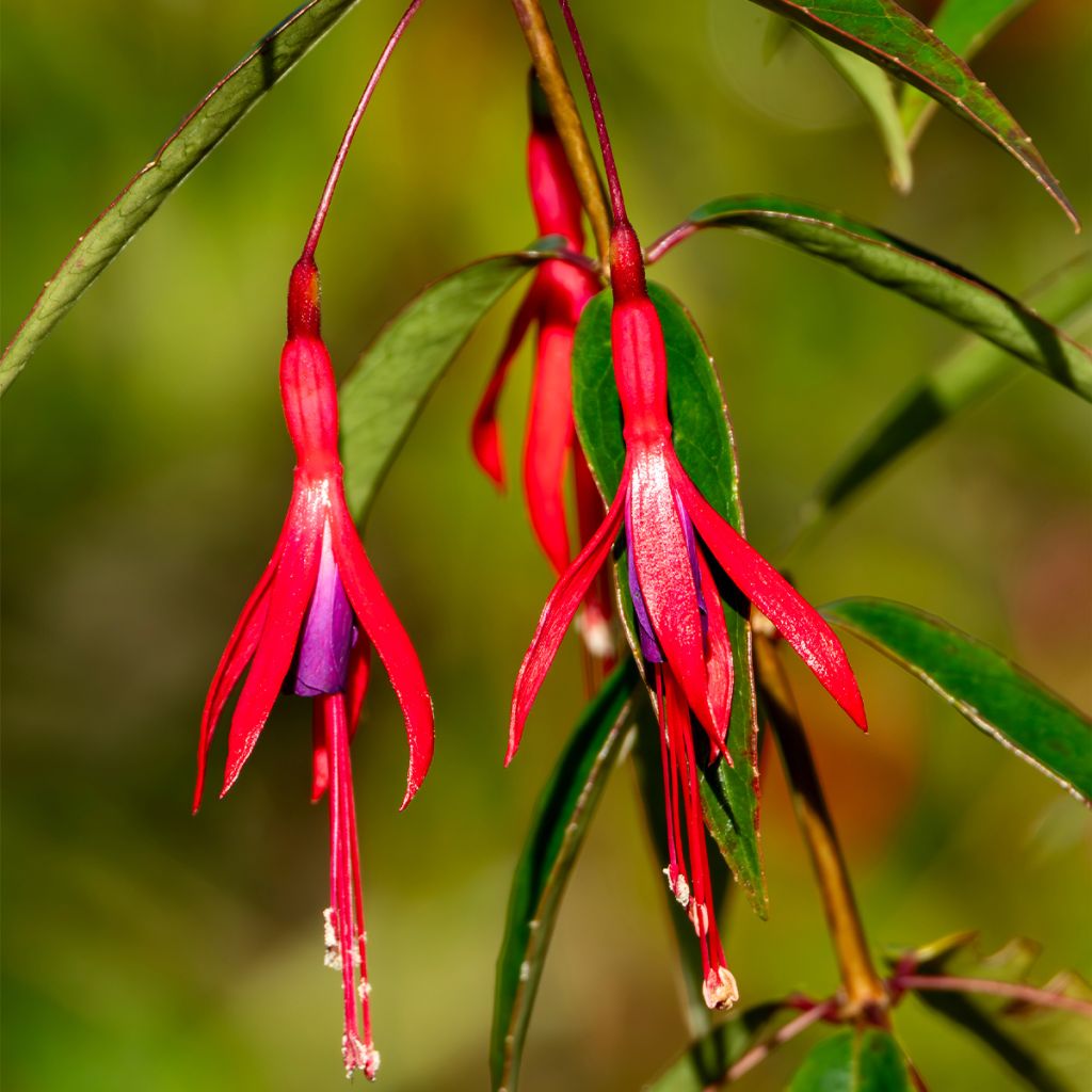 Fuchsia hatschbachii - Kievitsbloem