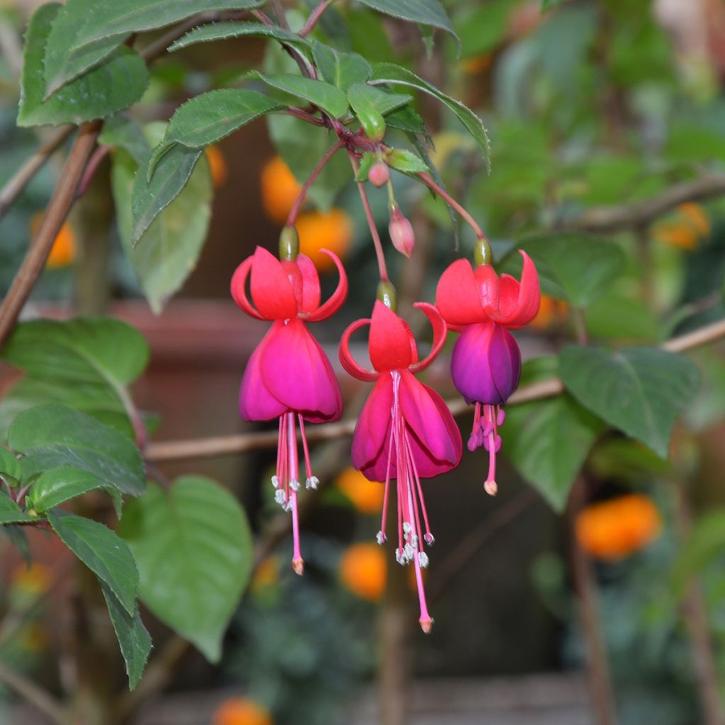 Fuchsia Charming - Bellenplant
