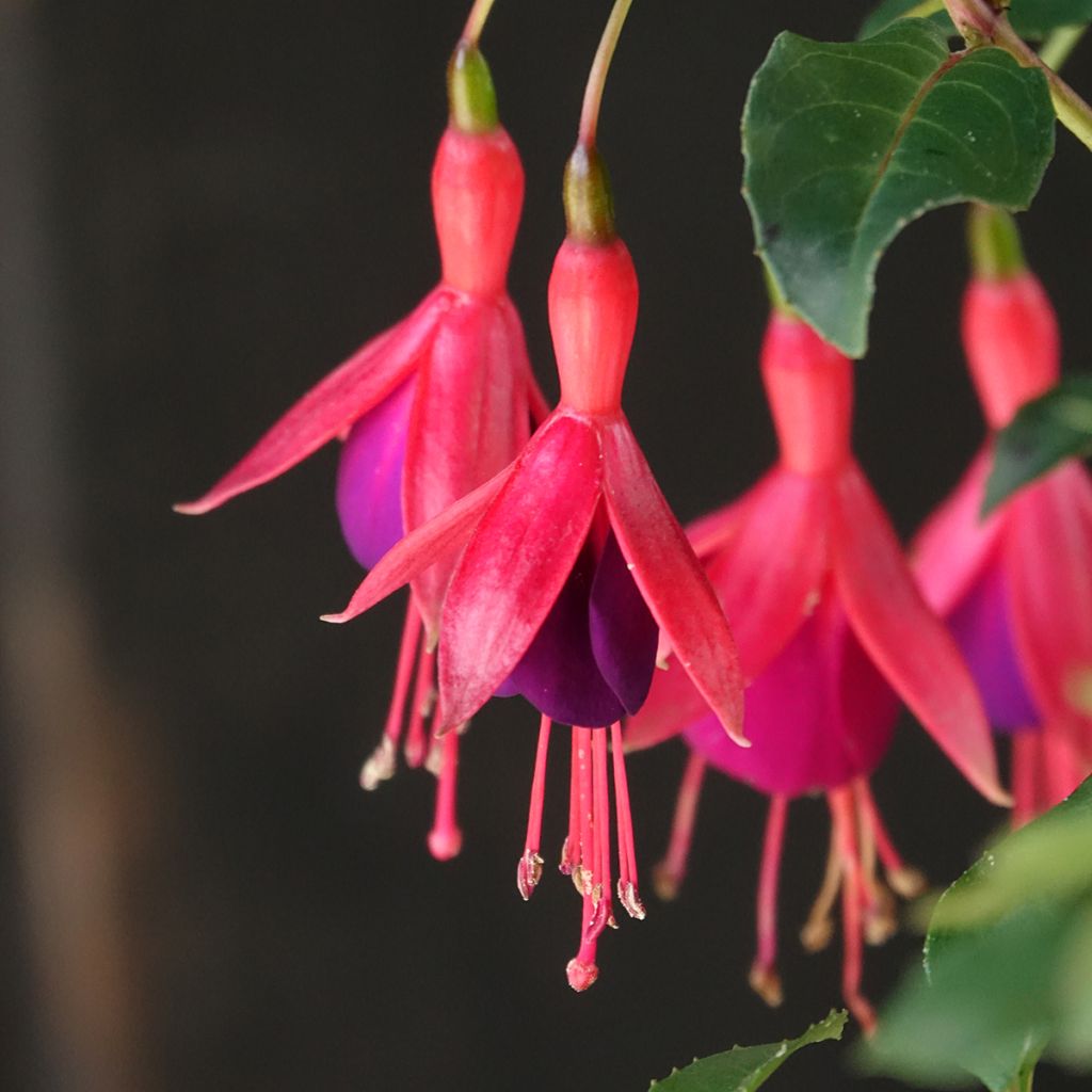 Fuchsia Mrs Popple - Bellenplant