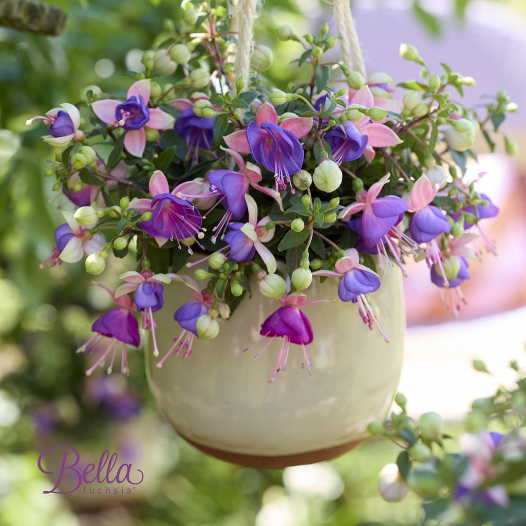 Fuchsia Bella Diana - Bellenplant