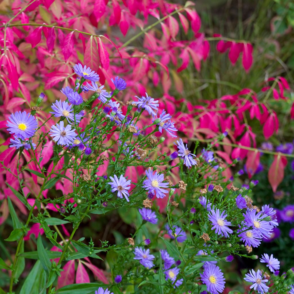 Euonymus alatus - Gevleugelde kardinaalsmuts