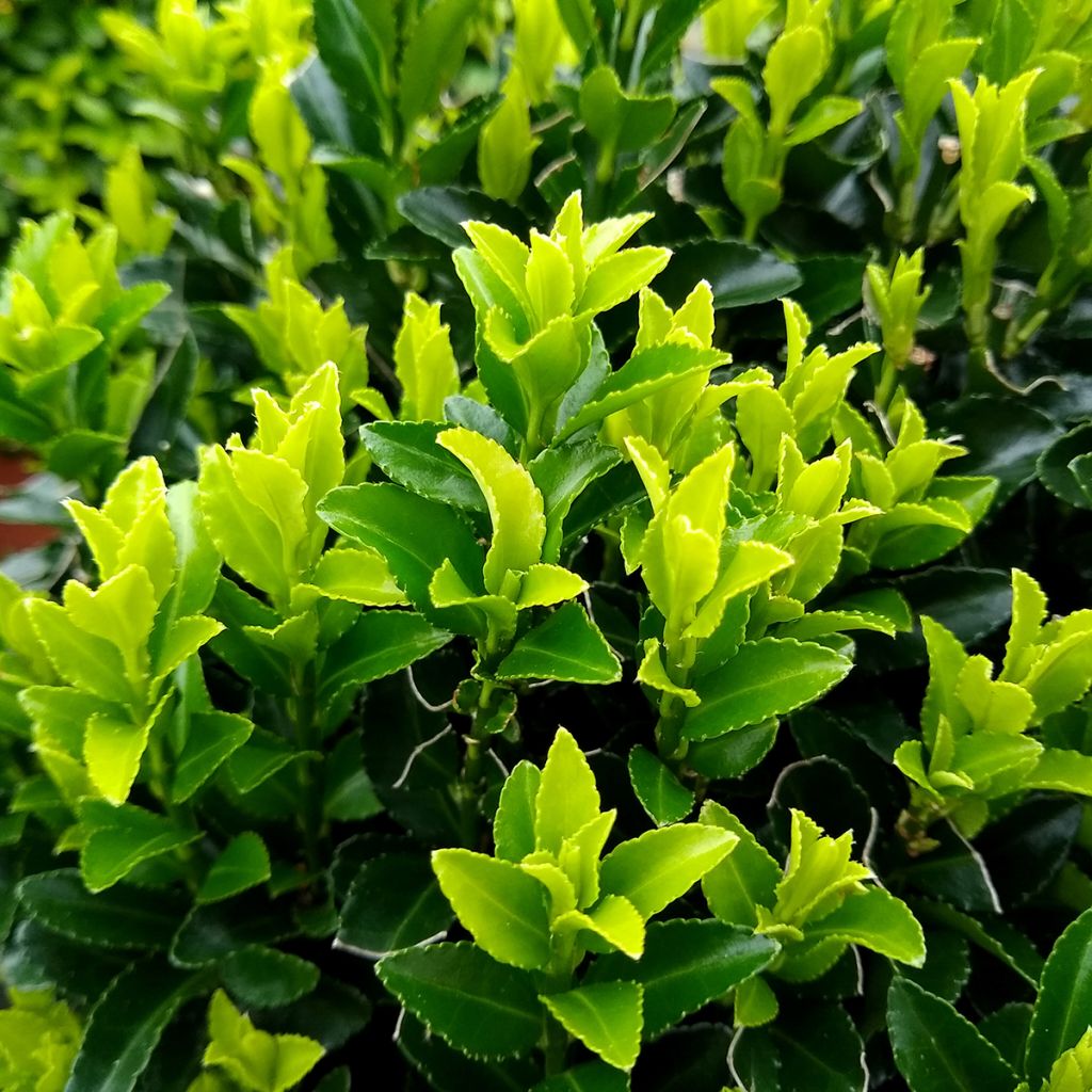 Euonymus japonicus Green Spire - Japanse kardinaalsmuts