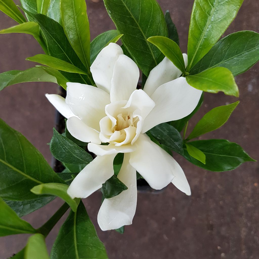 Gardenia jasminoides Celestial Star - Kaapse jasmijn