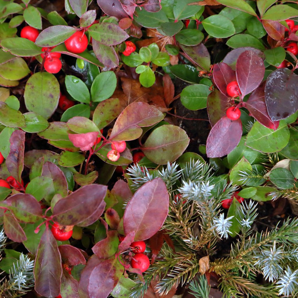 Gaultheria procumbens Big Berry - Bergthee