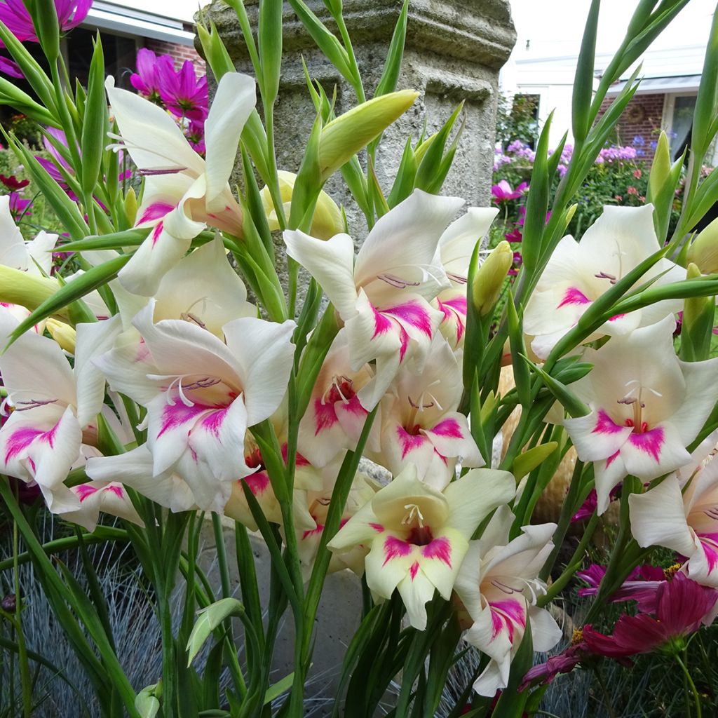 Gladiolus colvillei Carine - Colville-gladiool