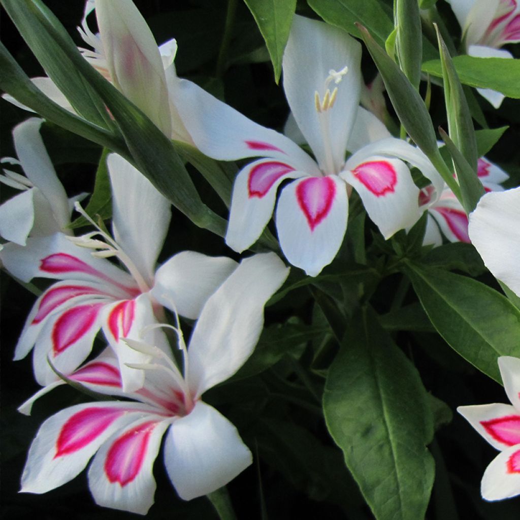 Gladiolus nanus Prins Claus - Colville-gladiool