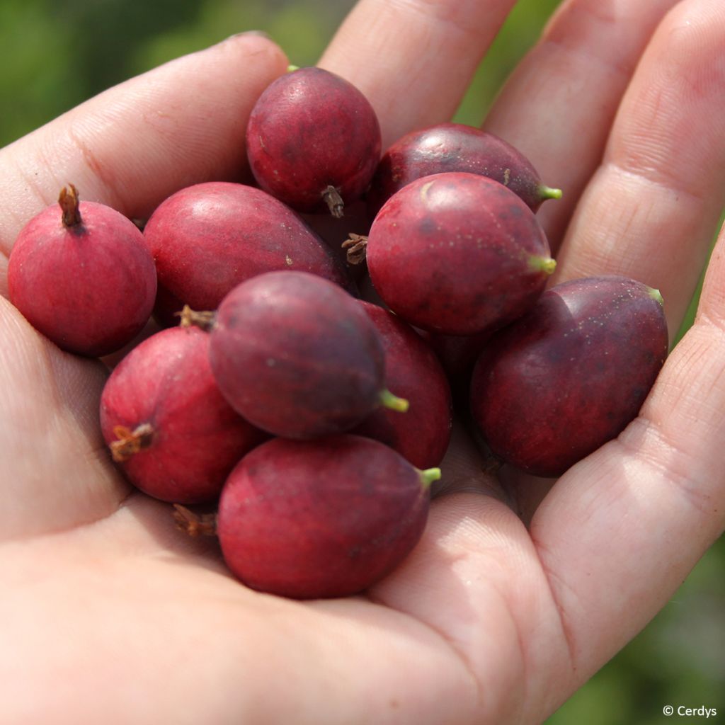 Kruisbes Easycrisp® Mme Sansouci