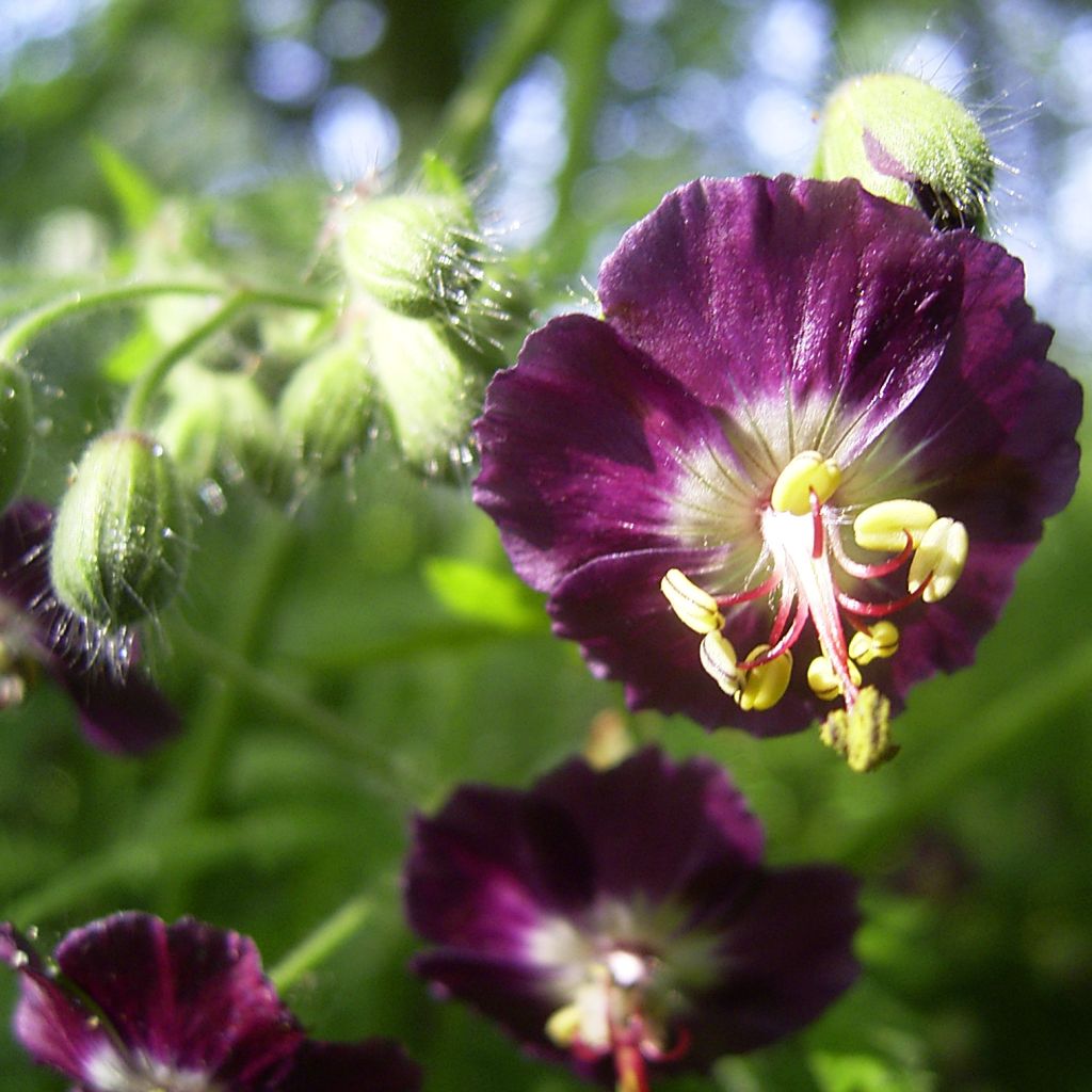 Geranium phaeum Samobor - Donkere ooievaarsbek