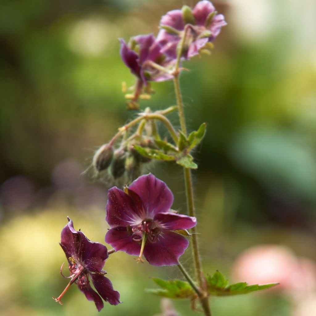 Geranium phaeum Samobor - Donkere ooievaarsbek