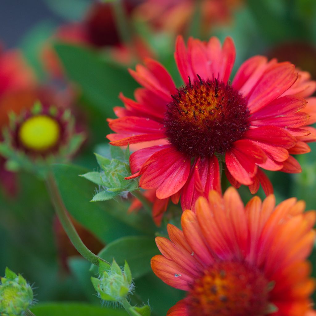 Gaillardia Bourgogne - Kokardebloem