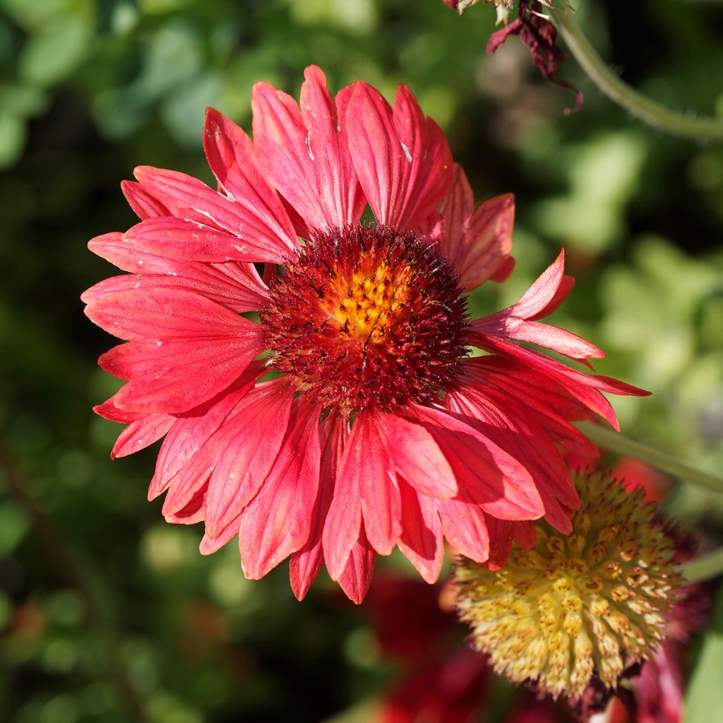 Gaillardia Bourgogne - Kokardebloem