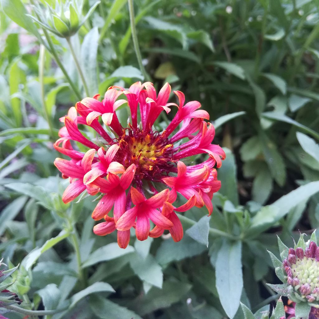 Gaillardia Fanfare Blaze - Kokardebloem