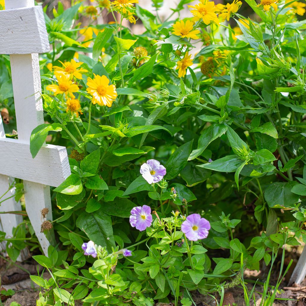 Gaillardia Maxima Aurea Chloe - Kokardebloem