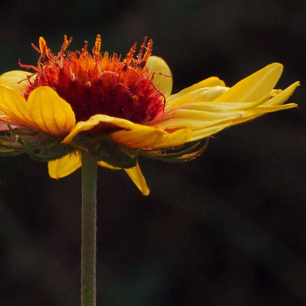 Gaillardia aristata Amber Wheels - Kokardebloem