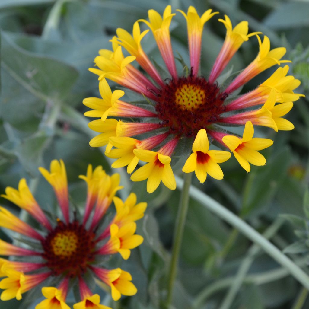Gaillardia grandiflora Fanfare - Kokardebloem