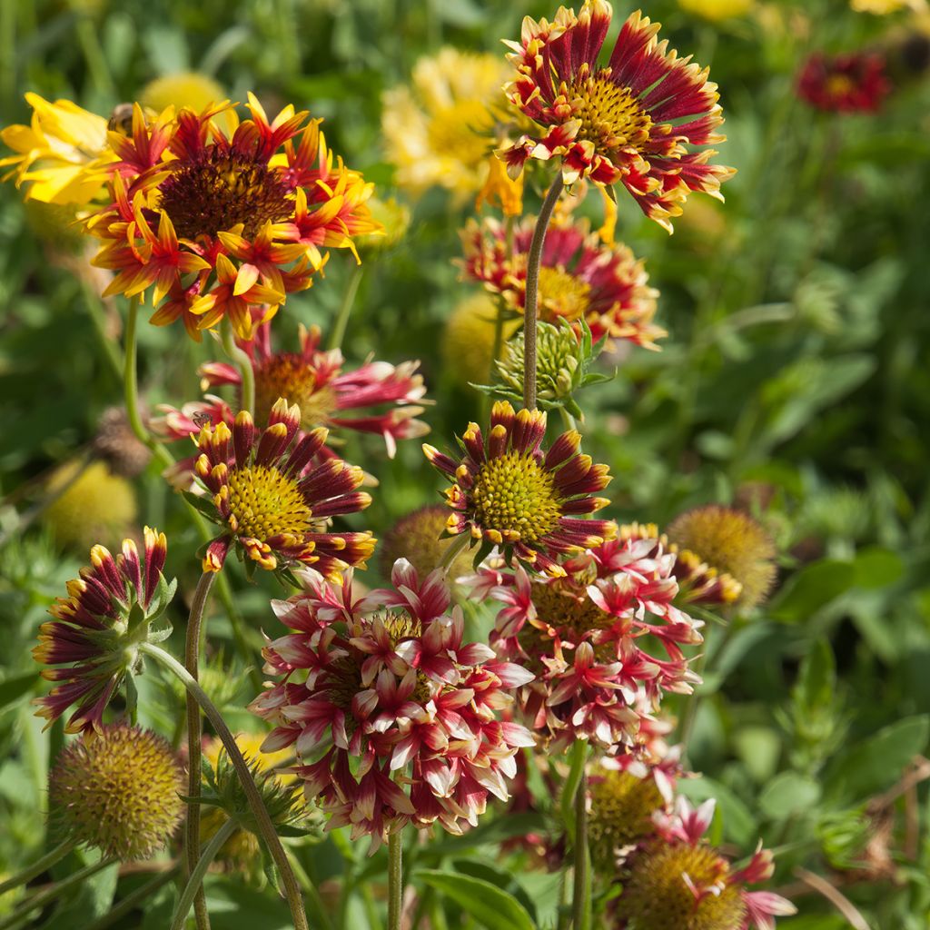 Gaillardia grandiflora Fanfare - Kokardebloem