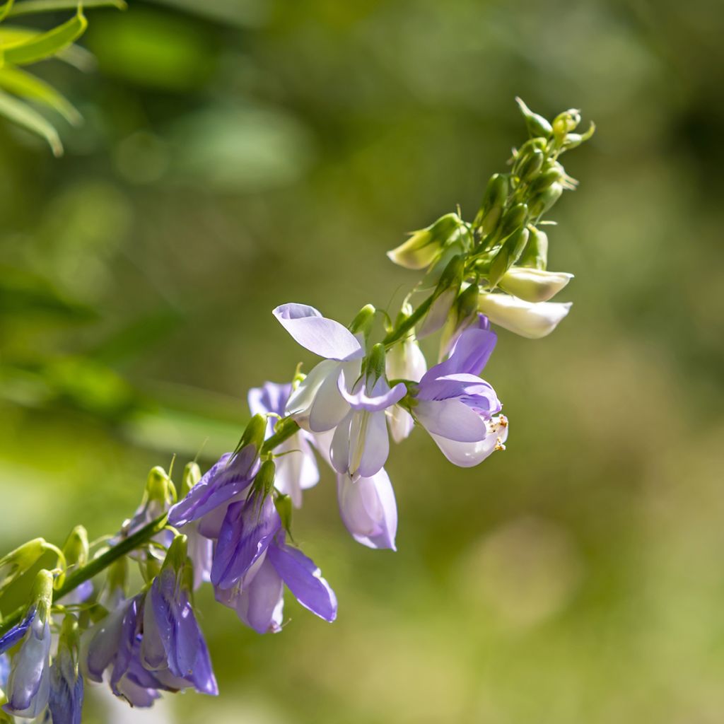 Galega officinalis - Geitenruit