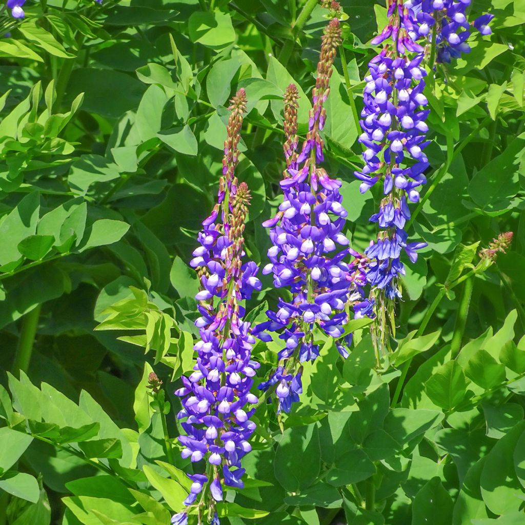 Galega orientalis - Geitenruit