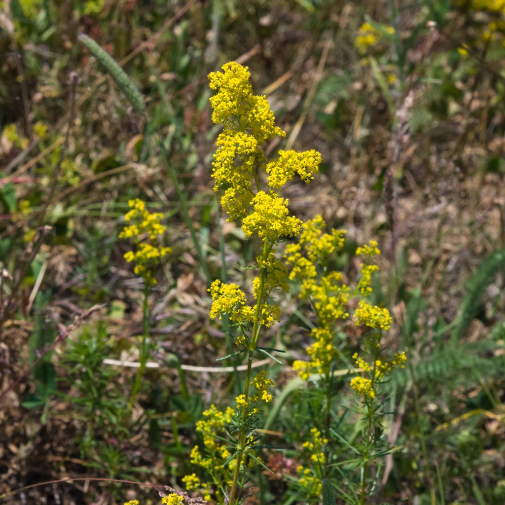 Galium verum - Geel walstro