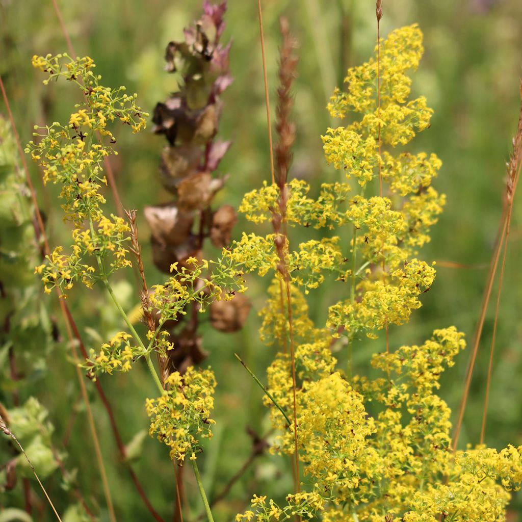 Galium verum - Geel walstro