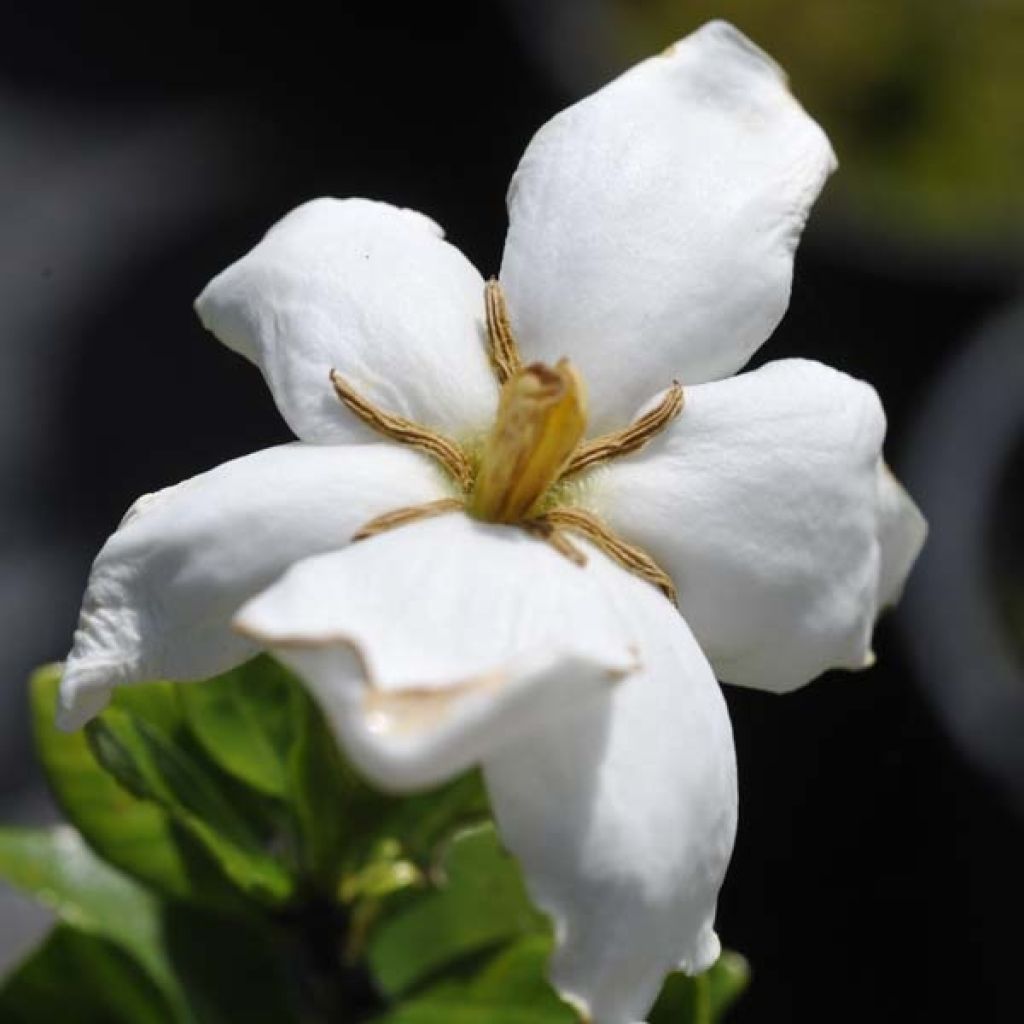 Gardenia jasminoides Kleim's Hardy - Kaapse jasmijn